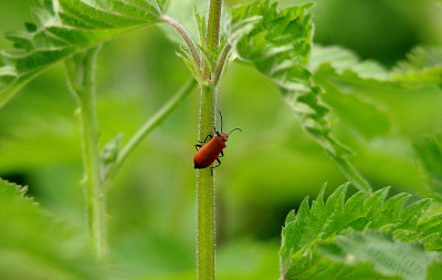 CARDINAL BEETLE ( Pyrochroa coccinea ) . THE EXMINSTER MARSHES . DEVON . 19 / 5 / 2016