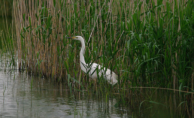 GREAT WHITE EGRET . HAM WALL RSPB . SOMERSET . ENGLAND . 1 . 6 . 2016