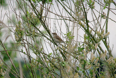 GARDEN WARBLER . HAM WALL RSPB . SOMERSET . 1 . 6 . 2016