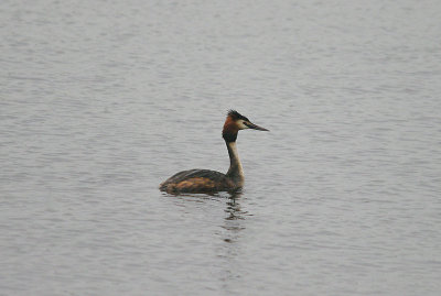 GREAT CRESTED GREBE . NOHAS LAKE . SOMERSET . 1 . 6 . 2016