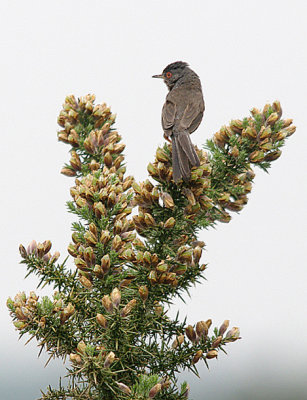 DARTFORD WARBLER . AYLESBEARE COMMON . DEVON . ENGLAND . 7 . 6 . 2016 