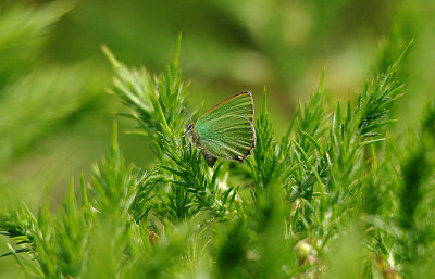 GREEN HAIRSTREAK ( Callophrys rubi ) . AYLESBEARE COMMON . DEVON . 7 . 6 . 2016