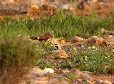 TEMMINCK`S LARK . SOUTH OF TAN TAN . MOROCCO . 4 / 3 / 2010