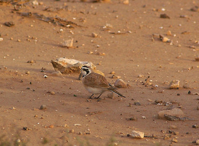 TEMMINCK`S LARK . SOUTH OF TAN TAN . MOROCCO . 4 / 3 / 2010