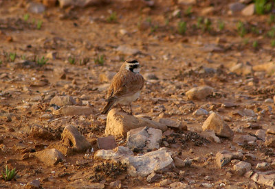 TEMMINCK`S LARK . SOUTH OF TAN TAN . MOROCCO . 4 / 3 / 2010