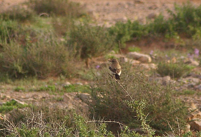 DESERT WHEATEAR . SOUTH OF TAN TAN . MOROCCO . 4 / 3 / 2010
