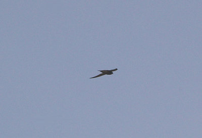 PALLID SWIFT . SOUTH OF TAN TAN . MOROCCO . 4 / 3 / 2010