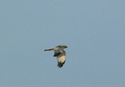 MARSH HARRIER . SOUTH OF TAN TAN . MOROCCO . 4 / 3 / 2010