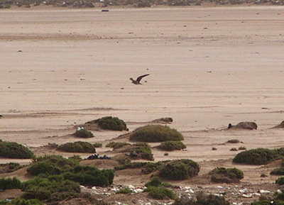 LANNER . Nr AKHFENNIR . WESTERN SAHARA . 4 / 3 / 2010