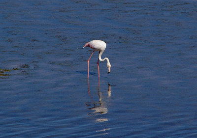GREATER FLAMINGO . THE KHNIFISS LAGOO . WESTERN SAHARA . 4 / 3 / 2010
