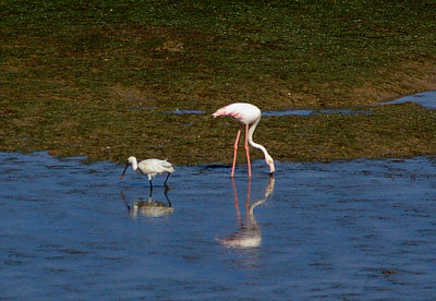 GREATER FLAMINGO . THE KHNIFISS LAGOO . WESTERN SAHARA . 4 / 3 / 2010