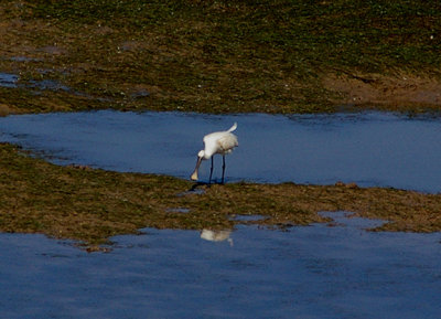 EURASIAN SPOONBILL . THE KHNIFISS LAGOON . WESTERN SAHARA . 4 / 3 / 2010
