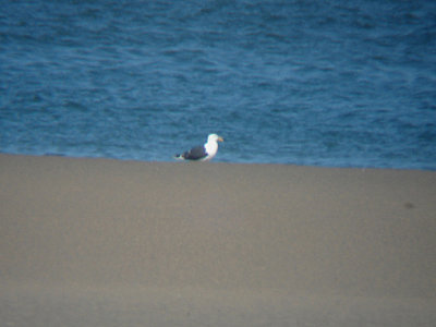 KELP GULL . THE KHNIFISS LAGOON . WESTERN SAHARA . 4 / 3 / 2010