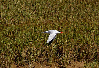CASPIAN TERN . THE KHNIFISS LAGOON . WESTERN SAHARA . 4 / 3 / 2010