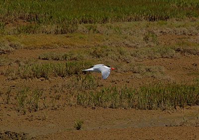 CASPIAN TERN . THE KHNIFISS LAGOON . WESTERN SAHARA . 4 / 3 / 2010