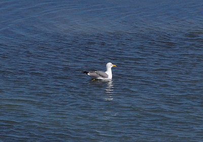 YELLOW LEGGED GULL . THE KHNIFISS LAGOON . WESTERN SAHARA . 4 / 3 / 2010