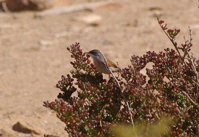 SPECTACLED WARBLER . THE KHNIFISS LAGOON . WESTERN SAHARA . 4 / 3 / 2010