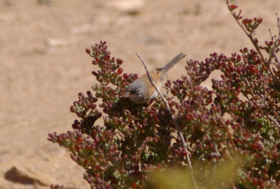 SPECTACLED WARBLER . THE KHNIFISS LAGOON . WESTERN SAHARA . 4 / 3 / 2010