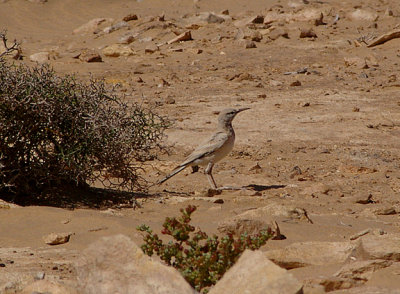 HOOPOE LARK . THE KHNIFISS LAGOON . WESTERN SAHARA . 4 / 3 / 2010