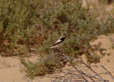 DESERT WHEATEAR . THE KHNIFISS LAGOON . WESTERN SAHARA . 4 / 3 / 2010