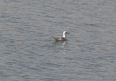 SLENDER BILLED GULL . LAAYOUNE . WESTERN SAHARA . 4 / 3 / 2010