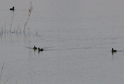 COMMON COOT . LAAYOUNE . WESTERN SAHARA . 4 / 3 / 2010