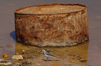 WHITE WAGTAIL . LAAYOUNE . WESTERN SAHARA . 4 / 3 / 2010
