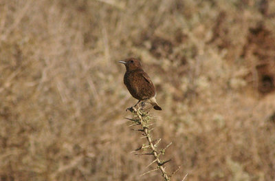 BLACK WHEATEAR ( Juvenile ) . LAAYOUNE TO LEMSID . WESTERN SAHARA . 4 / 3 / 2010
