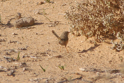 SCRUB WARBLER . LAAYOUNE TO LEMSID . WESTERN SAHARA . 4 / 3 / 2010