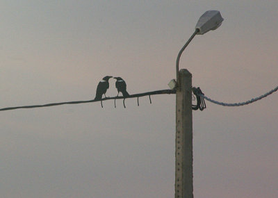PIED CROW . CAFE CHTOUKAN . WESTERN SAHARA . 5 / 3 / 2010