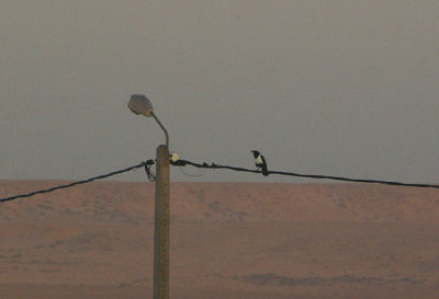 PIED CROW . THE CAFE CHTOUKAN . WESTERN SAHARA . 5 / 3 / 2010