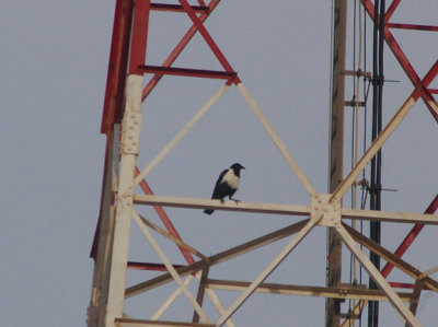 PIED CROW .THE CAFE CHTOUKAN . WESTERN SAHARA . 5 / 3 / 2010