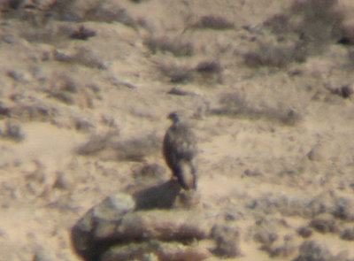 LONG LEGGED BUZZARD . CUTOUKA TO DAKHLA . WESTERN SAHARA . 5 / 3 / 2010