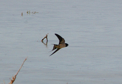 BARN SWALLOW . CUTOUKA TO DAKHLA . WESTERN SAHARA . 5 / 3 / 2010
