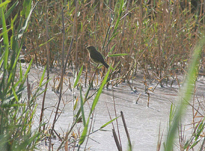 COMMON CHIFFCHAFF . CUTOUKA TO DAKHLA . WESTERN SAHARE . 5 / 3 / 2010