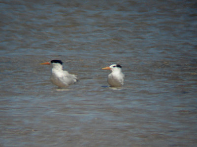 ROYAL TERN . DAKHLA BAY . WESTERN SAHARA . 5 / 3 / 2010