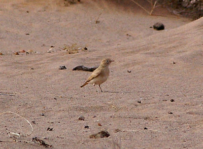 BAR TAILED DESERT LARK . THE AOUSSARD ROAD . WESTERN SAHARA . 6 / 3 / 2010
