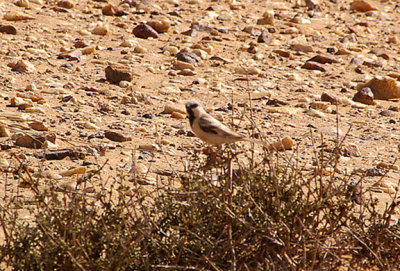DESERT SPARROW . THE AOUSSARD ROAD . WESTERN SAHARA . 6 / 3 / 2010