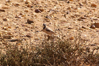 DESERT SPARROW . THE AOUSSARD ROAD . WESTERN SAHARA . 6 / 3 / 2010