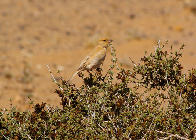 DESERT SPARROW ( Female ) . THE AOUSSARD ROAD . WESTERN SAHARA . 6 / 3 / 2010