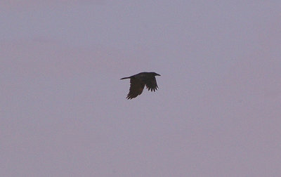 BROWN-NECKED RAVEN . THE AOUSSARD ROAD . WESTERN SAHARA . 6 / 3 / 2010