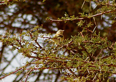 CRICKET WARBLER . THE AOUSSARD ROAD . WESTERN SAHARA . 6 / 3 / 2010
