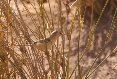 CRICKET WARBLER . THE AOUSSARD ROAD . WESTERN SAHARA . 6 / 3 / 2010