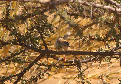 CRICKET WARBLER . THE AOUSSARD ROAD . WESTERN SAHARA . 6 / 3 / 2010
