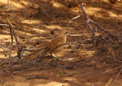 FULVOUS BABBLER . THE AOUSSARD ROAD . WESTERN SAHARA . 6 / 3 / 2010