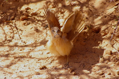 FULVOUS BABBLER . THE AOUSSARD ROAD . WESTERN SAHARA . 6 / 3 / 2010