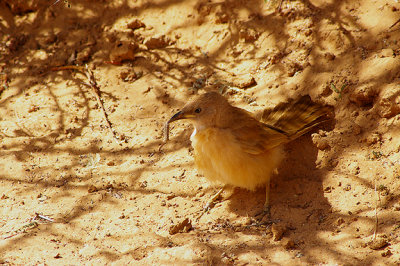 FULVOUS BABBLER . THE AOUSSARD ROAD . WESTERN SAHARA . 6 / 3 / 2010