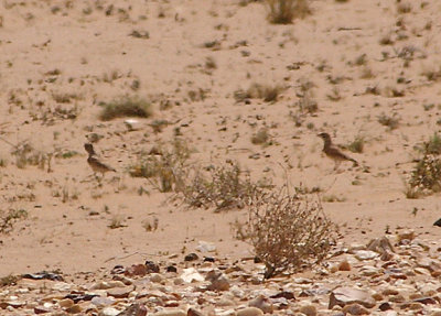 THICK BILLED LARK . THE AOUSSARD ROAD . WESTERN SAHARA . 7 / 3 / 2010