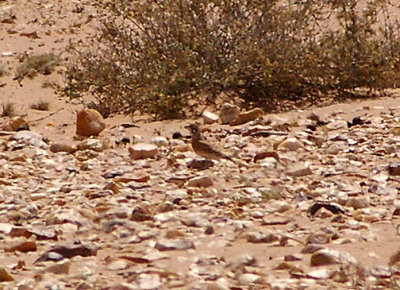 THICK-BILLED LARK . THE AOUSSARD ROAD . WESTERN SAHARA . 7 / 3 / 2010