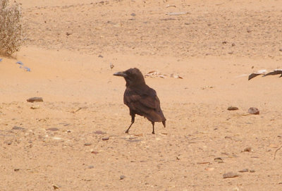 BROWN NECKED RAVEN . THE AOUSSARD ROAD . WESTERN SAHARA . 7 / 3 / 2010